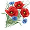 Bunch of red poppy flower, blue cornflakes and hare\'s-foot clove