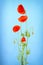 Bunch of red poppy flowers