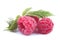 Bunch of a red raspberry isolated