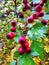 A bunch of the red real wild forest hawthorn berries on twigs background image