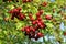 Bunch of red real  wild  forest hawthorn berries on twigs desktop  background