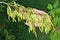 Bunch of red real  wild unripe  forest exotic maple tree seeds  on twigs  in senior woman hand