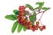 Bunch of red real  wild unripe  forest rowan  berries on twigs with spots and dots isolated