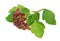 Bunch of red real  wild unripe  forest  viburnum   berries on twigs with spots and dots isolated