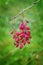 A bunch of red and ripe berries of barberry. Macro.