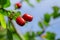 Bunch of Red Ripe Hawthorn Berries Against a Blue Sky, Closeup