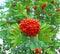 A bunch of red ripe rowan