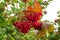A bunch of red ripe viburnum berries