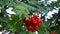 Bunch of red rowan berries in the wind. HD video. Sorbus aucuparia