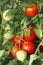 Bunch of red tomatoes in greenhouse