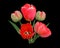 Bunch of red tulip flowers isolated on black