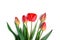 Bunch of red tulips bouquet isolated on white background