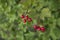 Bunch of red viburnum berries on a branch. Soft selective focus, round bokeh