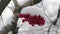 Bunch Of Red Viburnum Berries Covered With Snow,Slowmotion