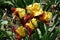 Bunch of red and yellow flowers of bearded iris