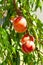 A bunch of ripe apricots branch in garden