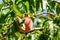 A bunch of ripe apricots branch in garden