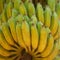 Bunch of ripe bananas on a tree in plantation