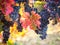 Bunch of ripe blue grapes with color autumn leaves, agricultural background of vineyard for winemaking