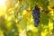 Bunch of ripe blue grapes with green leaves, agricultural sunny background of vineyard for winemaking