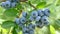 Bunch of ripe blueberries on bush in organic garden closeup, stock video footage