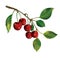 Bunch of ripe cherry berries with green leafs.