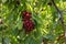 Bunch of ripe dark red Stella cherries hanging on cherry tree branch