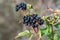 Bunch of ripe dwarf elder berries. Danewort berries Sambucus eb