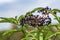 Bunch of ripe dwarf elder berries. Danewort berries Sambucus eb