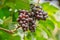 Bunch of ripe grapes BLACKOPOR on a vine in agricultural garden