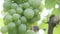 A bunch of ripe grapes on a branch close-up. Winemaking. Harvesting grapes.