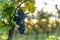 A bunch of ripe grapes from a farm during sunset in the background on the horizon wine, moving in strong wind before harvesting