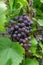 A bunch of ripe grapes with green leaves in the garden.