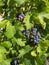 A bunch of ripe grapes hides behind large green leaves.