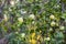 A bunch of ripe green apple varieties Antonovka on a branch