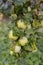 A bunch of ripe green apple varieties Antonovka on a branch.