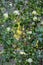 A bunch of ripe green apple varieties Antonovka on a branch illuminated by the morning sun and dew.