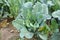 Bunch the ripe green cauliflower plant seedlings in the garden