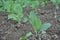 Bunch the ripe green cauliflower plant seedlings in the garden