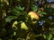 Bunch of ripe green and slightly red colored apples in the treetop of an apple tree in an orchard in Bad Teinach-Zavelstein.