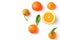 Bunch of ripe juicy organic oranges tangerines on branch with green leaves on white background. Top view flat lay. Vitamins