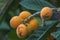 Bunch of ripe loquats in the tree at a private garden