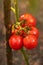 Bunch of ripe natural cherry red tomatoes in water drops growing in a greenhouse  ready to pick