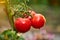 Bunch of ripe natural cherry red tomatoes in water drops growing in a greenhouse  ready to pick