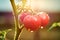 Bunch of ripe natural cherry red tomatoes in water drops growing in a greenhouse  ready to pick