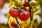 Bunch of ripe natural cherry red tomatoes in water drops growing in a greenhouse  ready to pick