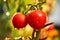 Bunch of ripe natural cherry red tomatoes in water drops growing in a greenhouse  ready to pick