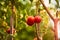 Bunch of ripe natural cherry red tomatoes in water drops growing in a greenhouse  ready to pick