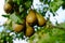 Bunch of ripe Pears seen ready for picking at a commercial orchard.