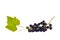 Bunch of ripe pinot noir grapes on white background